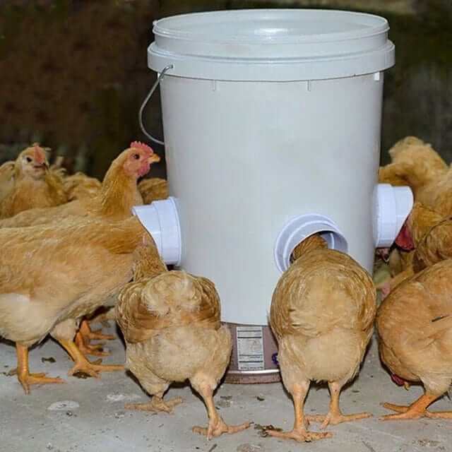 "Mangeoire premium élégante pour volailles, design moderne, adaptée à divers récipients, idéale pour poules et petits animaux